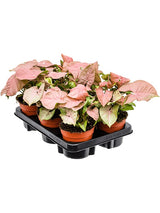 Syngonium 'Neon' 6/Tray