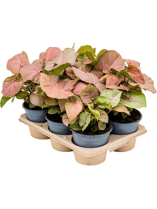 Syngonium 'Neon' 6/Tray