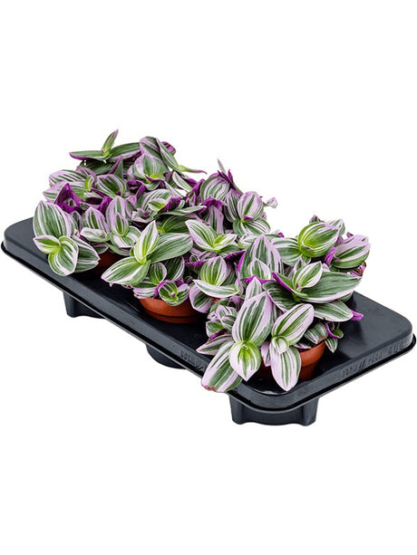 Tradescantia Albiflora 'Nanouk' 6/Tray