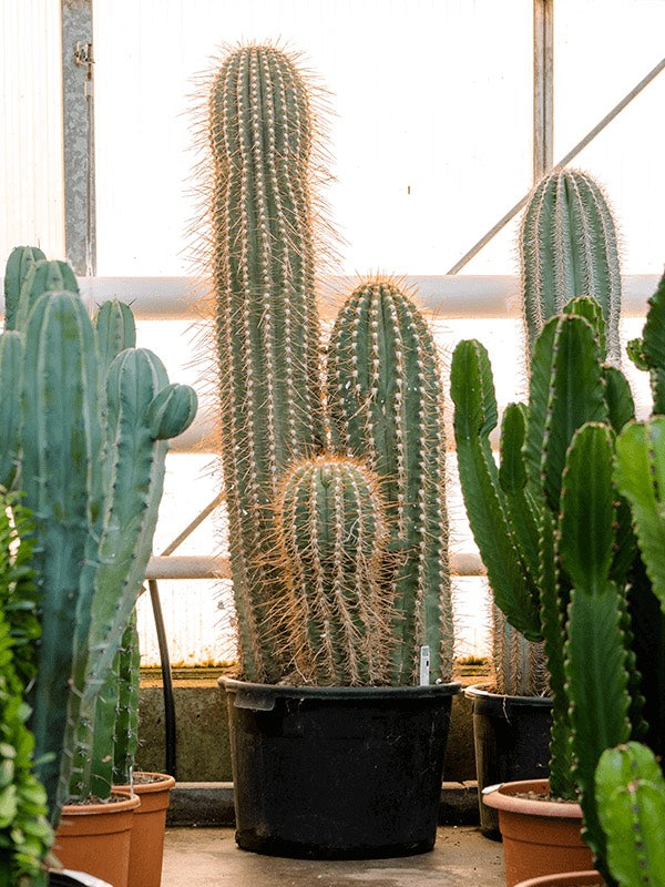 Trichocereus Pasacana - 2/3Pp