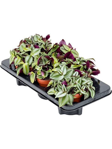 Tradescantia Zebrina 6/Tray