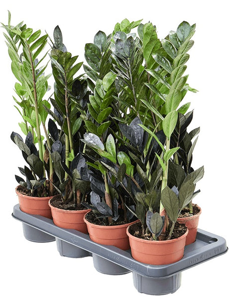 Zamioculcas Zamiifolia 'Raven' 7/Tray - Tuft