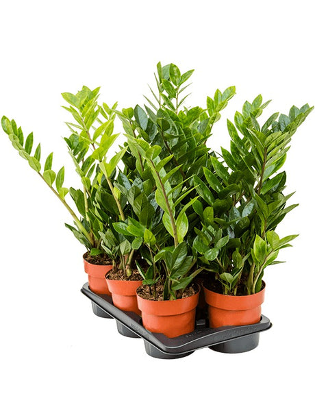 Zamioculcas Zamiifolia 6/Tray - Tuft