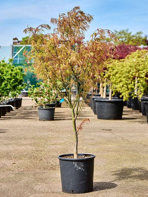 Acer Pal. 'Linearilobum' (120-160) - Branched