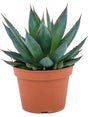 Agave 'Shaka Zulu' - Green