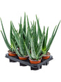 Aloe Vera Barbadensis 6/Tray