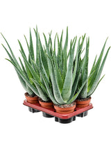 Aloe Vera Barbadensis 6/Tray