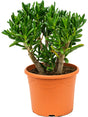 Crassula Ovata 'Gollum' - Bush