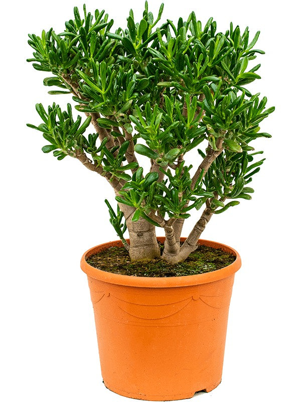 Crassula Ovata 'Gollum' - Bush