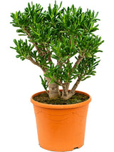 Crassula Ovata 'Gollum' - Bush