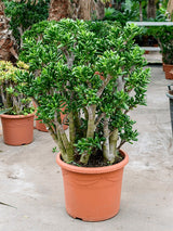 Crassula Ovata 'Gollum' - Bush