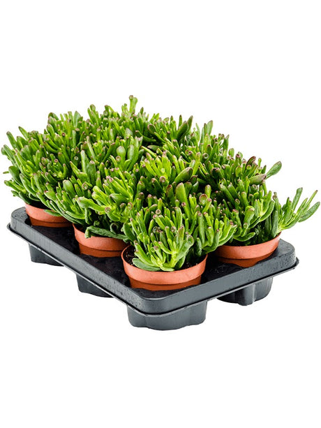 Crassula Ovata 'Horn Tree' 6/Tray