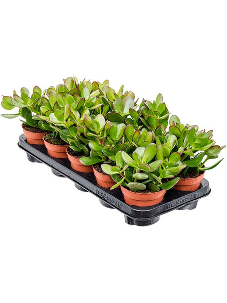 Crassula Ovata 6/Tray