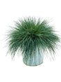 Festuca Glauca 'Intense Blue' - Bush