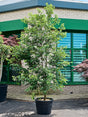 Azalea Japonica 'Aladdin Scout' - Branched