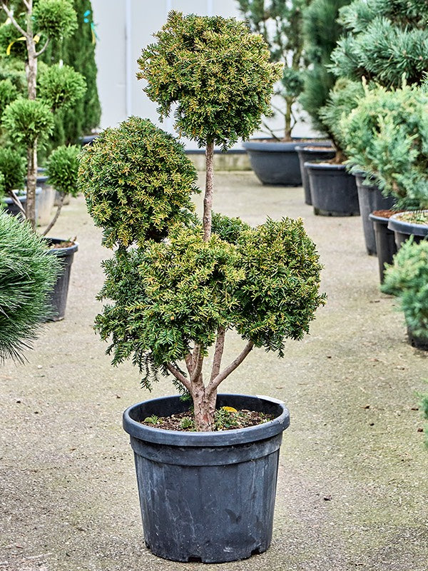 Taxus Baccata 'Fastigiata Aurea' (100-140) - Branched/Multi Crowns