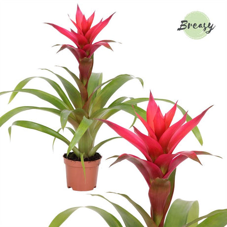 Guzmania Eden - Pink