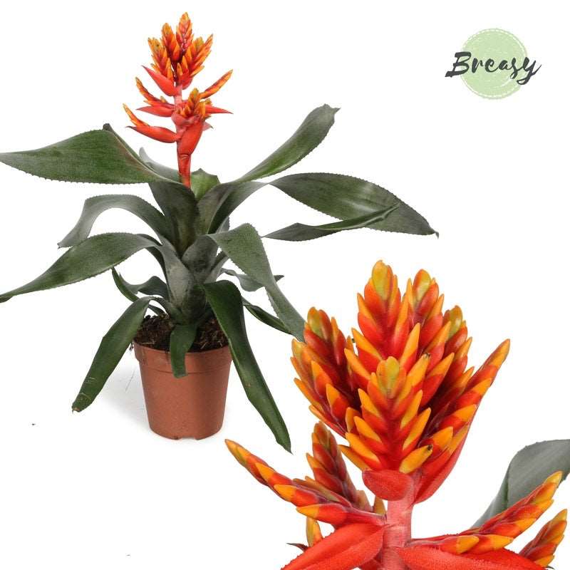 Aechmea Pepita Elegant Flames - Orange