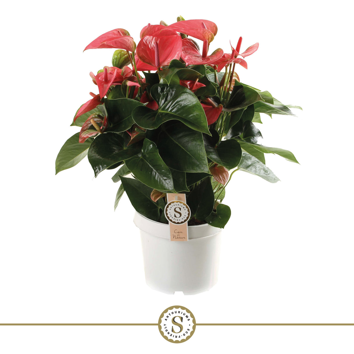 Anthurium Pink Champion - Pink