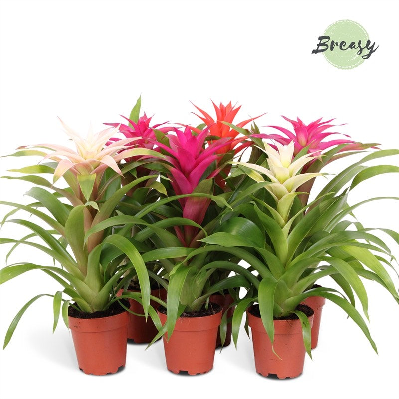 Guzmania Sweet - Pink/White