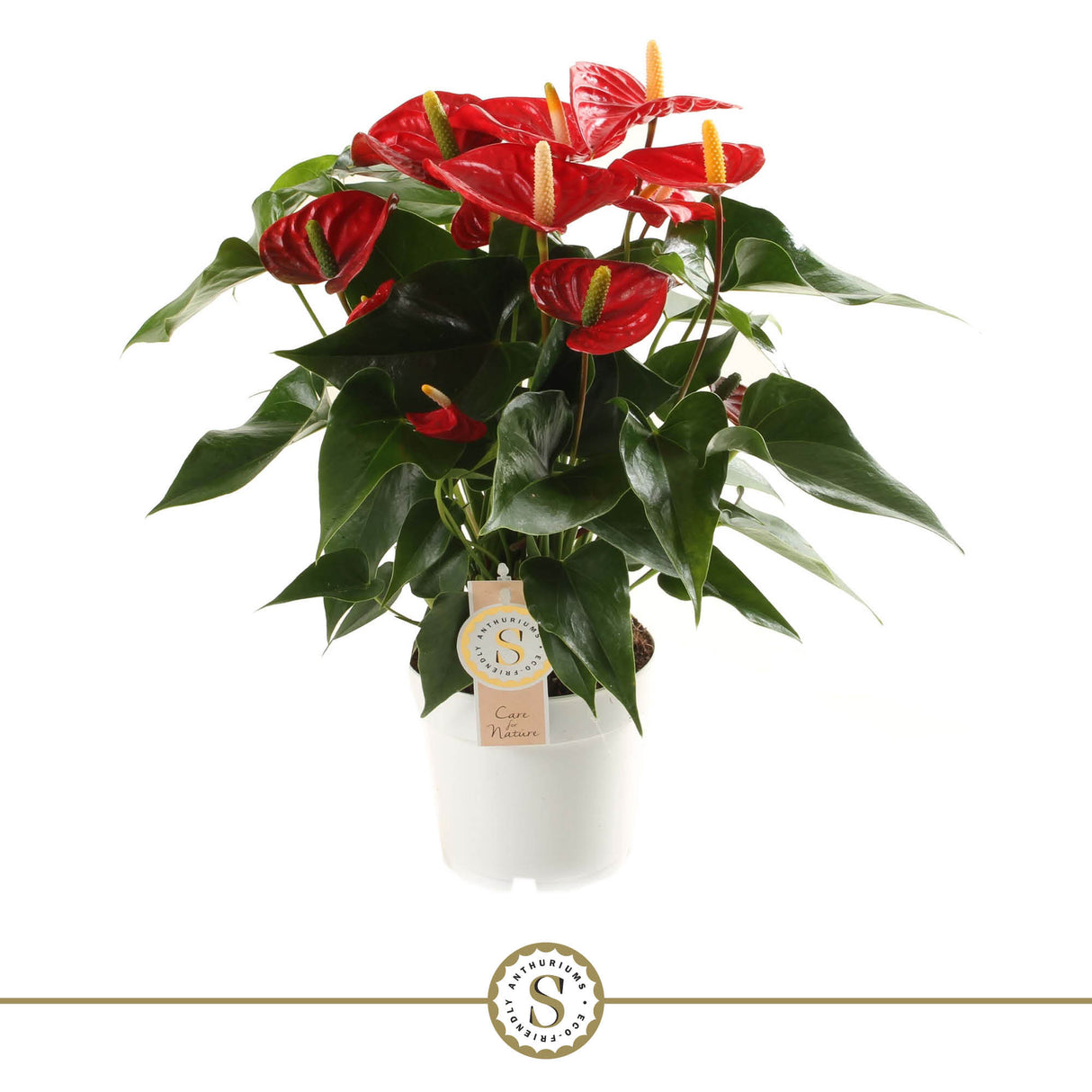 Anthurium Red Champion - Red