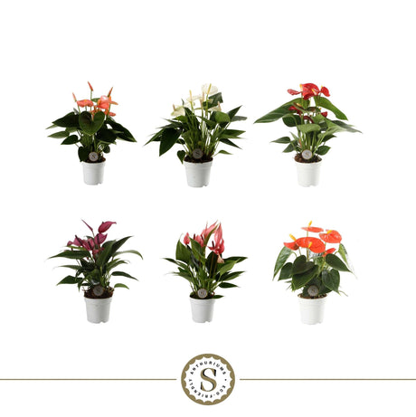 Anthurium Mix - 6 Colors