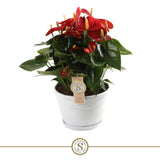 Anthurium Red Champion - Red