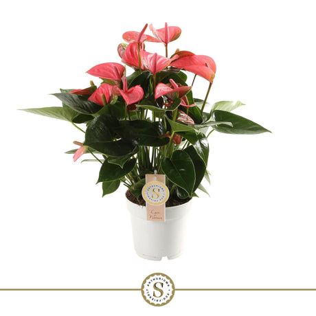 Anthurium Pink Champion - Pink