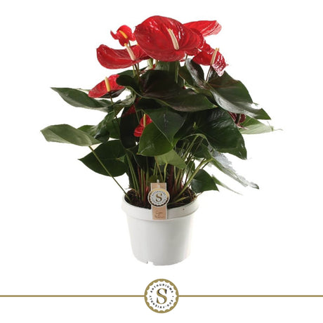 Anthurium Red Champion - Red