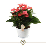 Anthurium Pink Champion - Pink