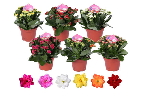 Kalanchoe Mix