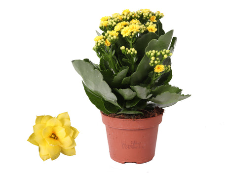 Kalanchoe Rosalina - Yellow