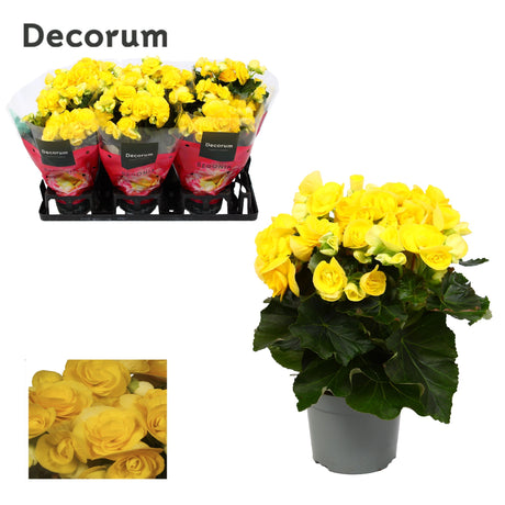 Begonia 'Rebecca' - Yellow