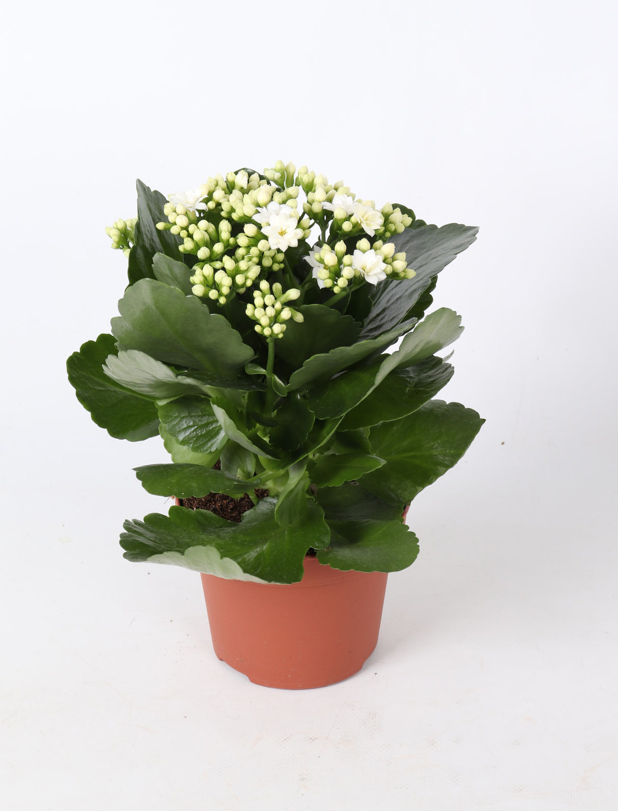 Kalanchoe Rosalina Don Dione - White