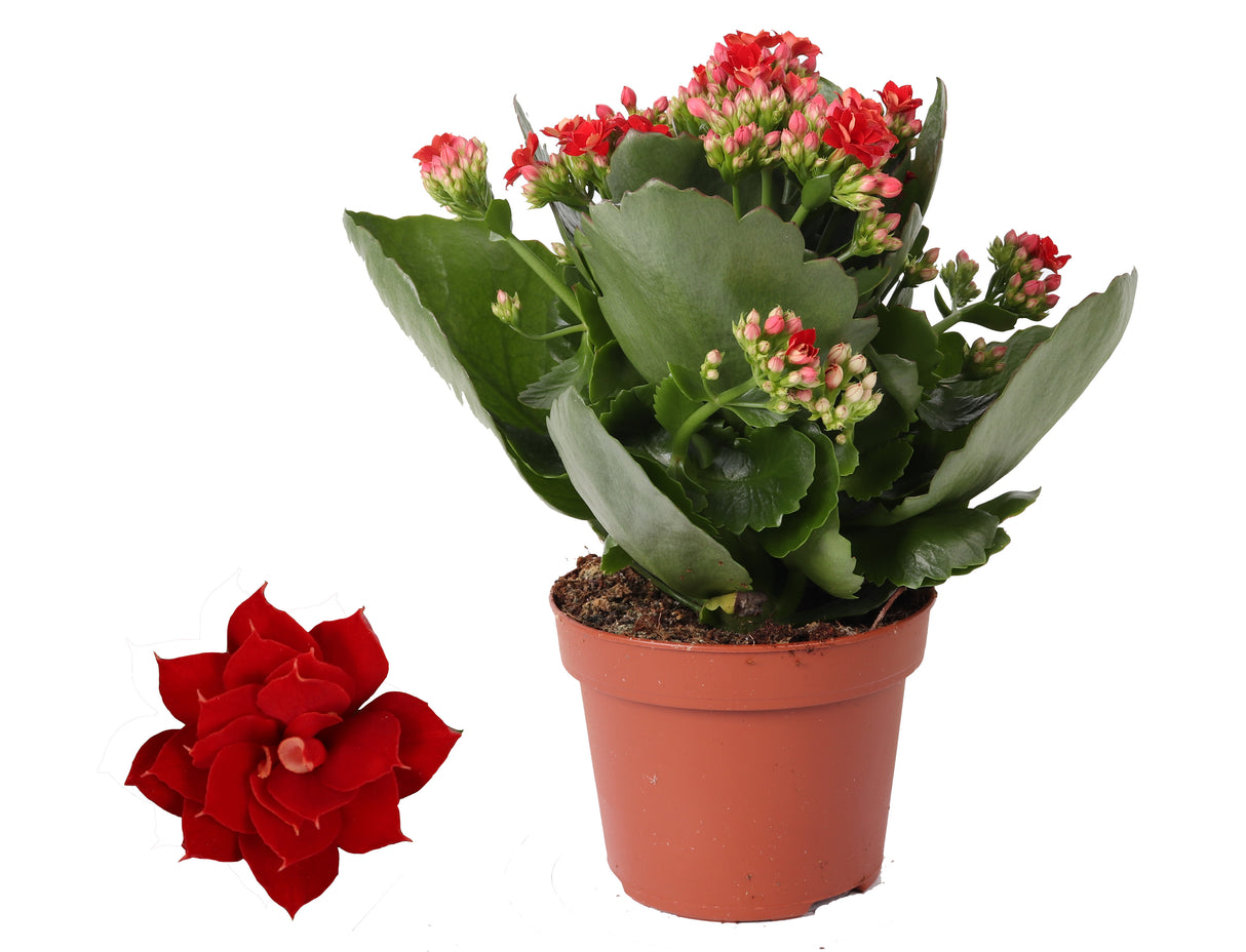 Kalanchoe Rosalina Don Justino - Red