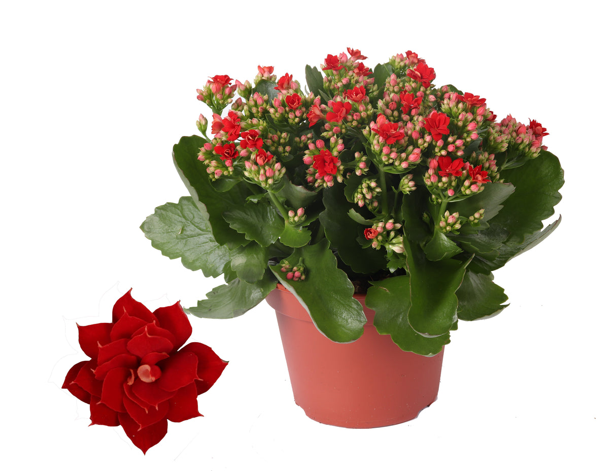 Kalanchoe Rosalina Don Justino - Red