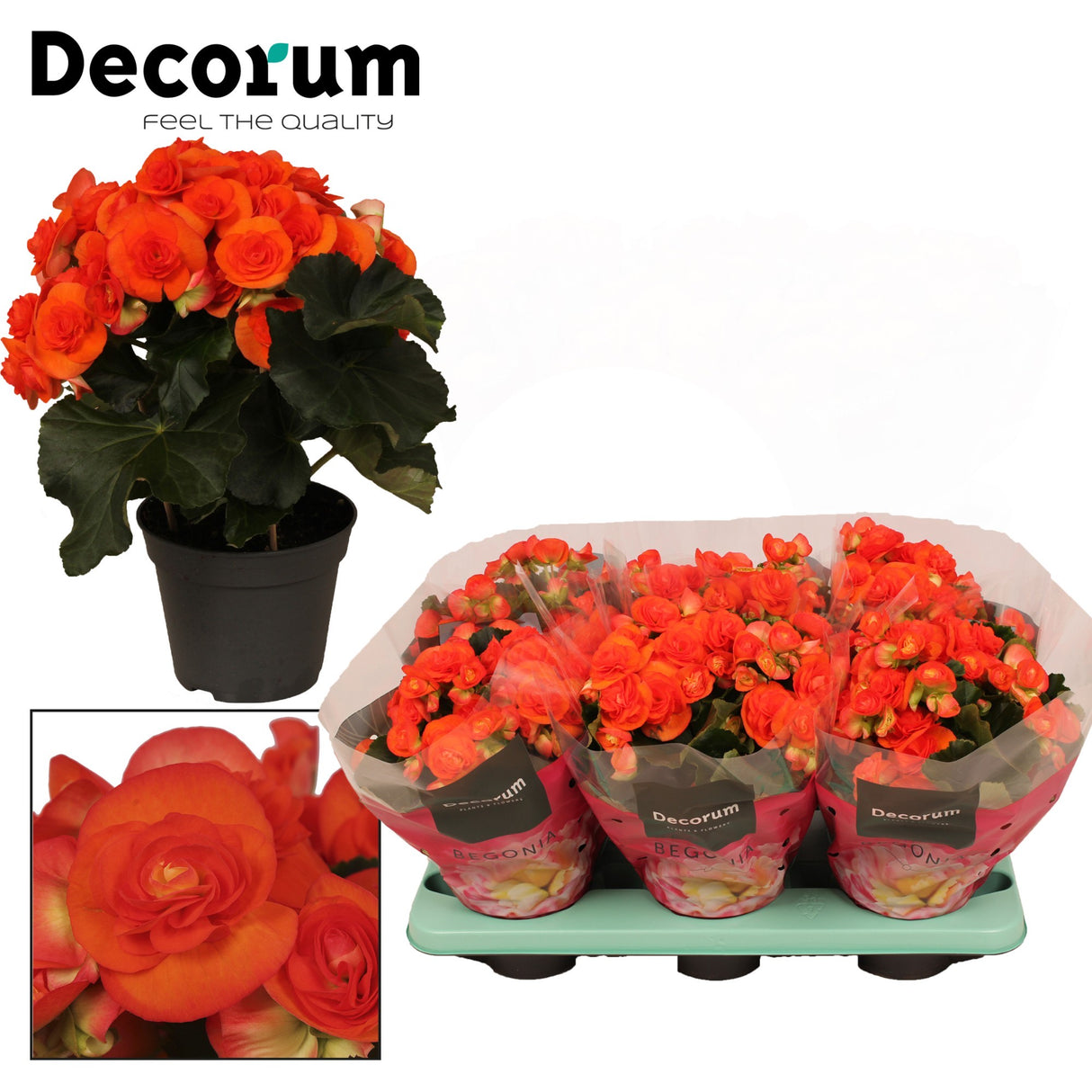 Begonia 'Reina' - Orange