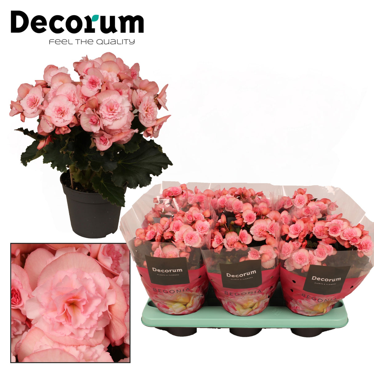 Begonia Joy Pink - Light Pink