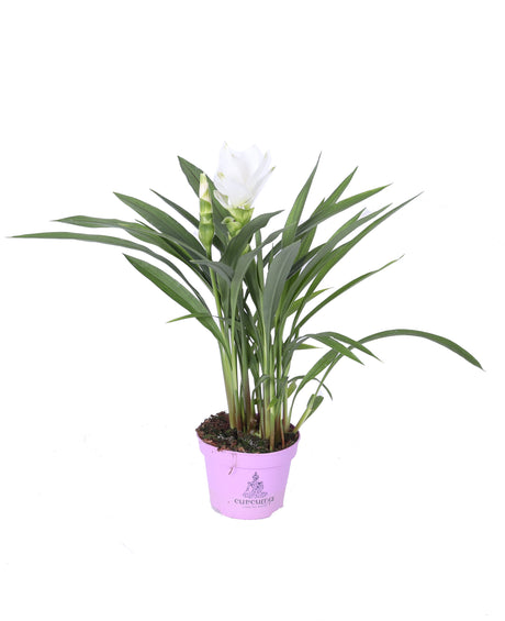 Curcuma Alismatifolia Siam Sisto - White