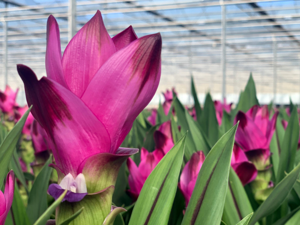 Curcuma Alismatifolia Siam Splash - Purple