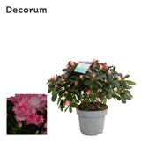 Rhododendron (Simsii Grp) 'Hellmut Vogel' - Pink