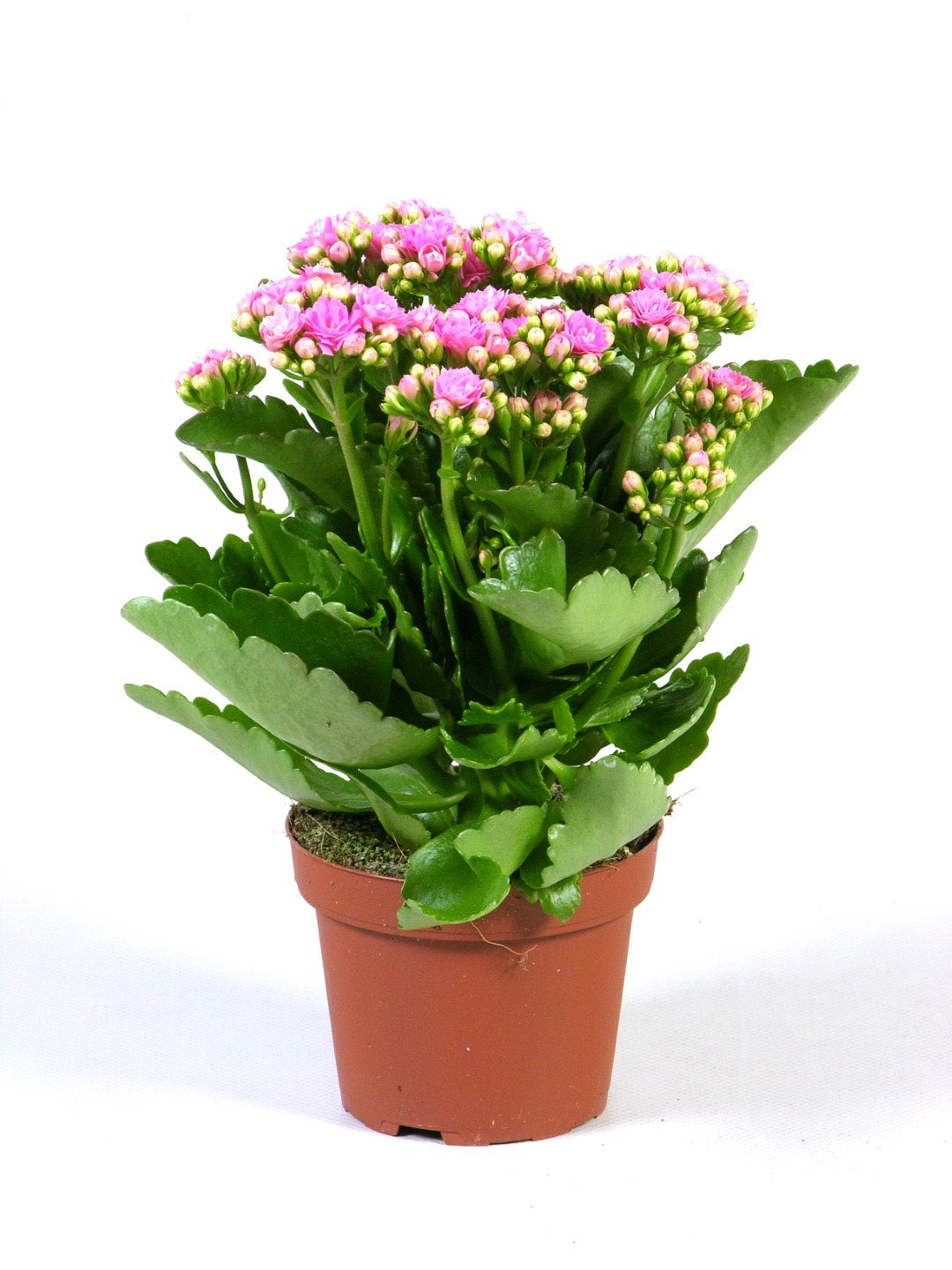 Kalanchoe Rosalina Don Nando - Pink