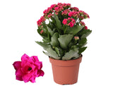 Kalanchoe Rosalina Don Victorio - Purple