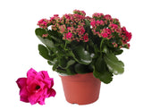 Kalanchoe Rosalina Don Victorio - Purple