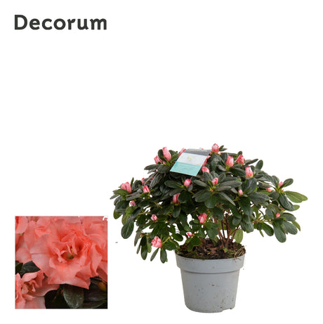 Rhododendron (Simsii Grp) 'Hellmut Vogel' - Salmon