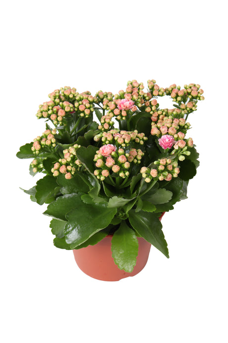 Kalanchoe Rosalina Alano - Pink White