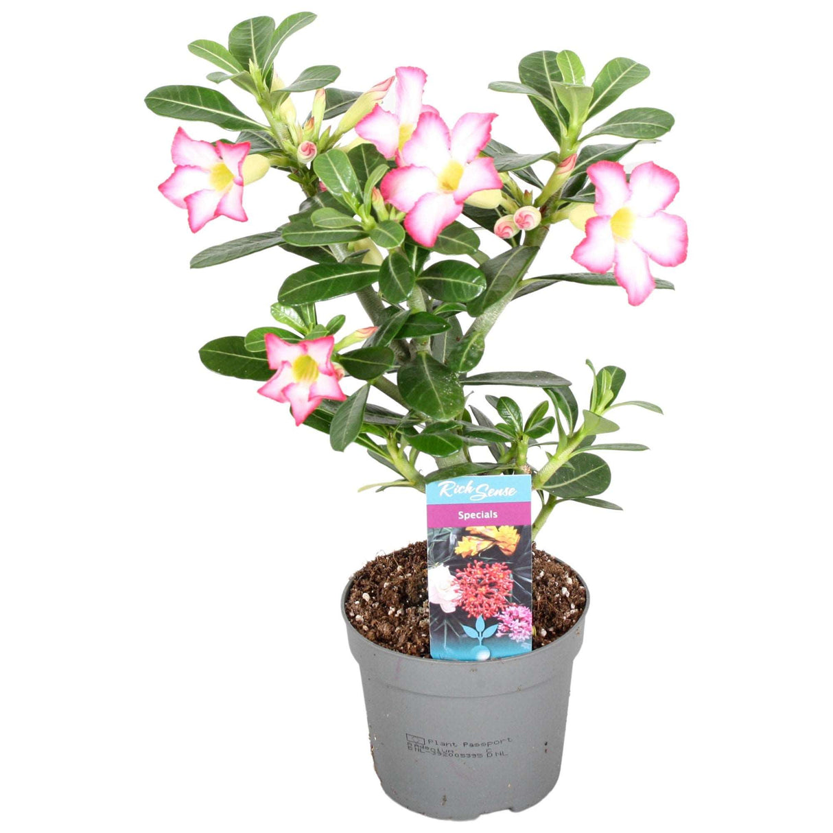 Adenium Obesum Pink Star - Pink