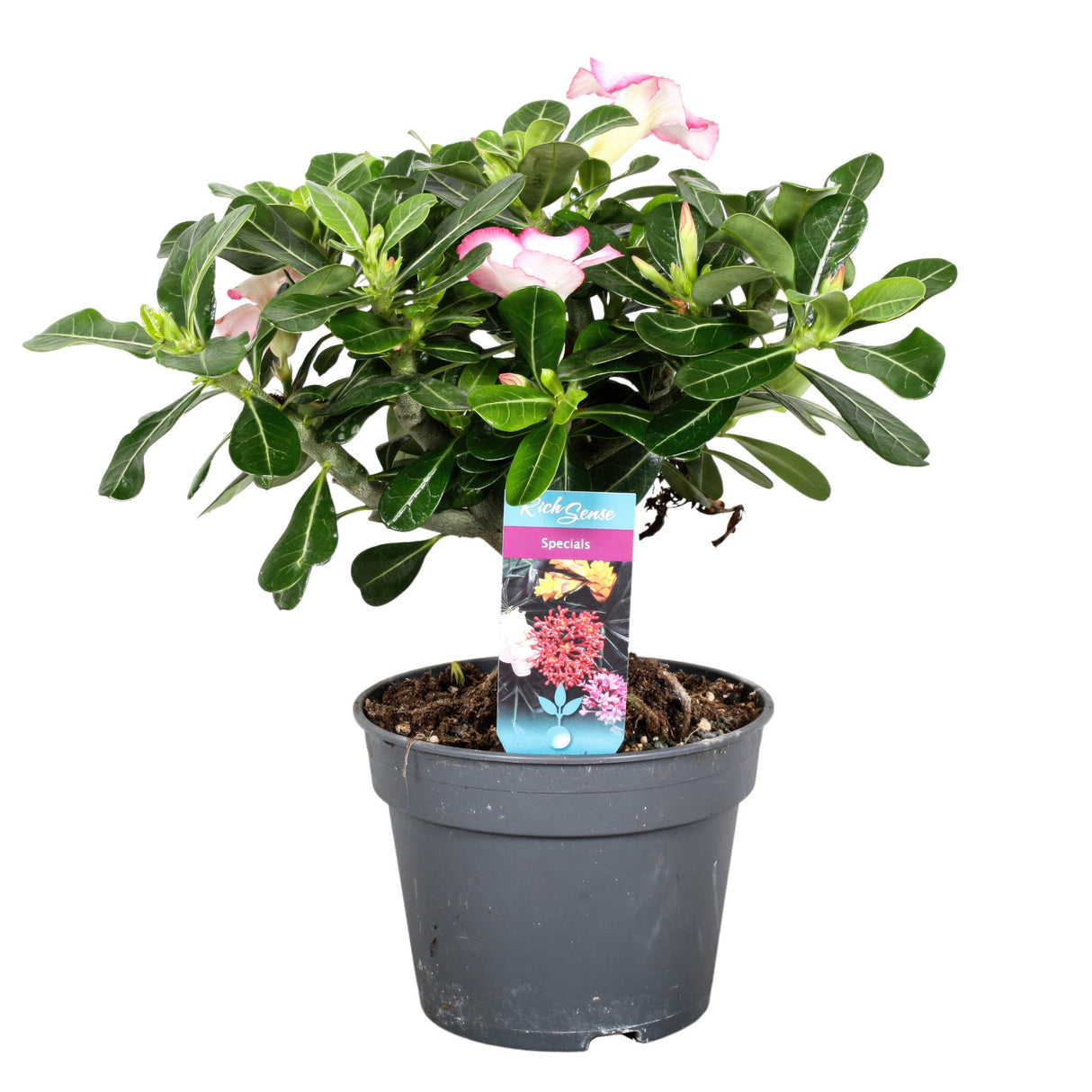 Adenium Obesum Bonsai - Pink