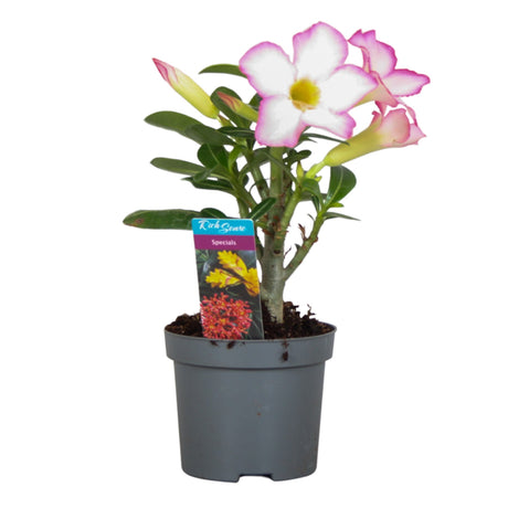 Adenium Obesum Pink Star - Pink/ White