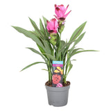 Curcuma Siam Splash - Pink/ Purple